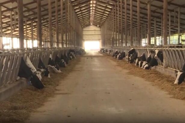 alerta sanitara focar de rabie intr un intreg judet din romania 68d8f83dc17cf