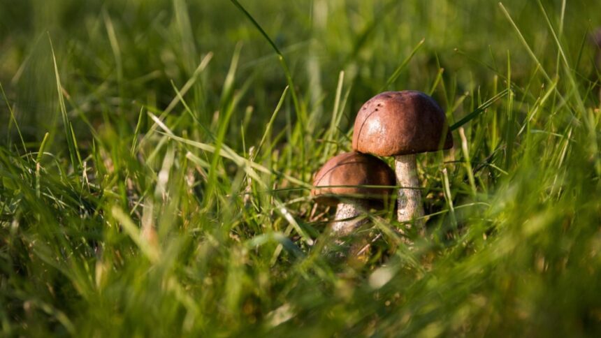 barbat lovit in cap in urma unui scandal legat de locul de cules ciuperci agresorul retinut de politisti 68d8244e39942