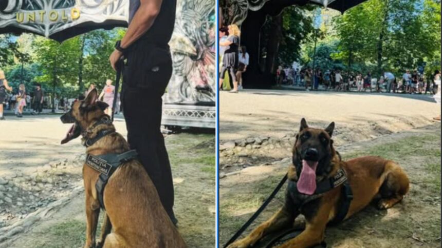 cainii care detecteaza droguri pot provoca tragedii a festivaluri avertismentul unui expert roman de ce alte tari au renuntat la aceasta metoda 68d6f829d9dd7