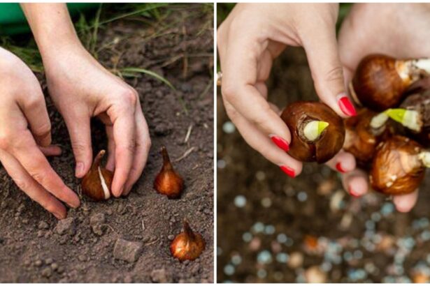 care este cel mai bun moment pentru a planta bulbii de flori secretul gradinarilor cu experienta a iesit la iveala 68d50b4e7360a