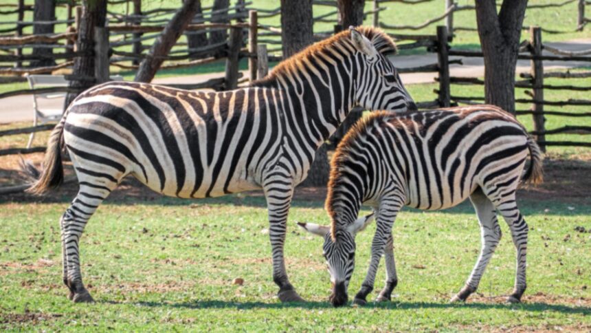 cele mai ridicole experimente ale oamenilor de stiinta premiate la ig nobel 2025 laptele cu usturoi si vacile vopsite in dungi 68cd0ace5b7b2