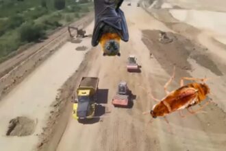 ong urile de mediu proiecte strategice blocate la ordin cum au intarziat gandacul cafeniu si coloniile de lilieci lucrarile de infrastructura 68d3707775d5a