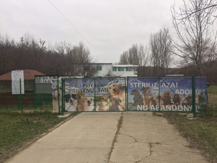 politia animalelor olt ancheta la adapostul saracesti din slatina 68d13a23dd040