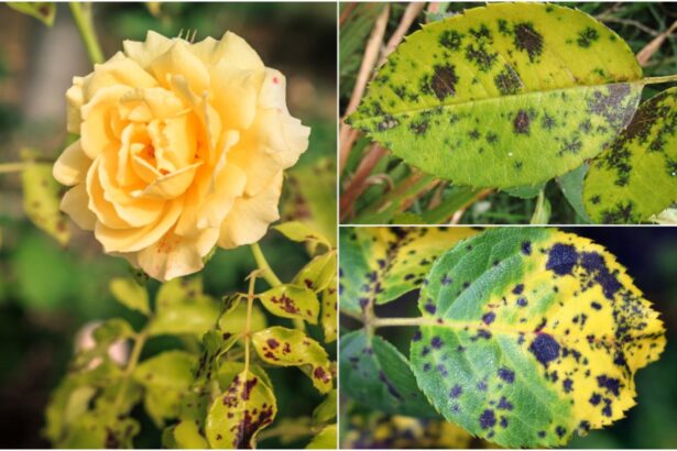 trucul care elimina petele negre de pe trandafiri gradinarii cu experienta il folosesc in fiecare toamna 68c96ab401aac