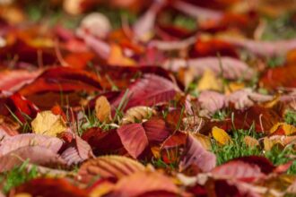 ce amenda risti daca dai foc la frunzele si crengile uscate toamna 68e1622b19198