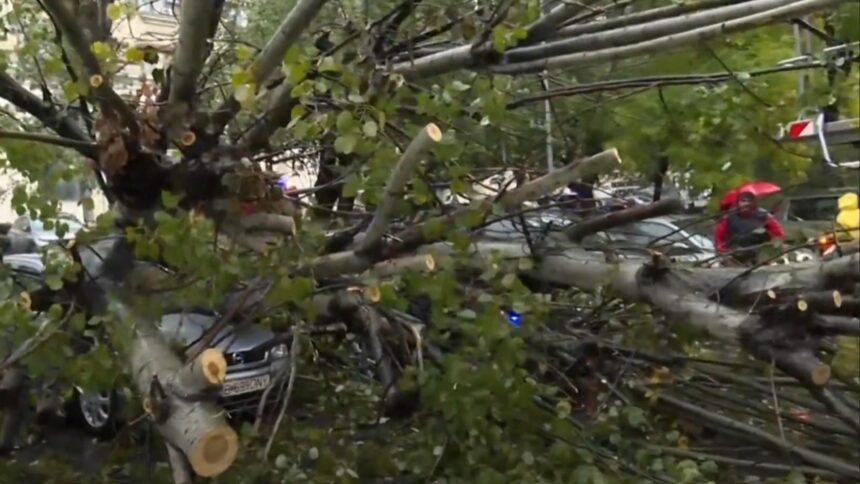 copac cazut peste mai multe masini in bucuresti dauna totala video 68e609e50ffca