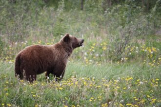 copii in pericol pe drumul spre scoala zona este frecventata de ursi parintii sunt disperati tot timpul intreb unde sunt cat mai fac pana acasa 68df66c15e1b8