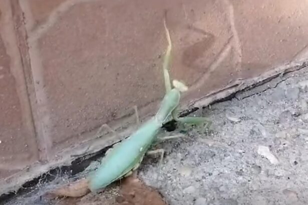 insectele care se strecoara in case in aceasta perioada specialistii ne recomanda sa le lasam in pace sunt cel mai bun insecticid natural 68e3f4c3028da