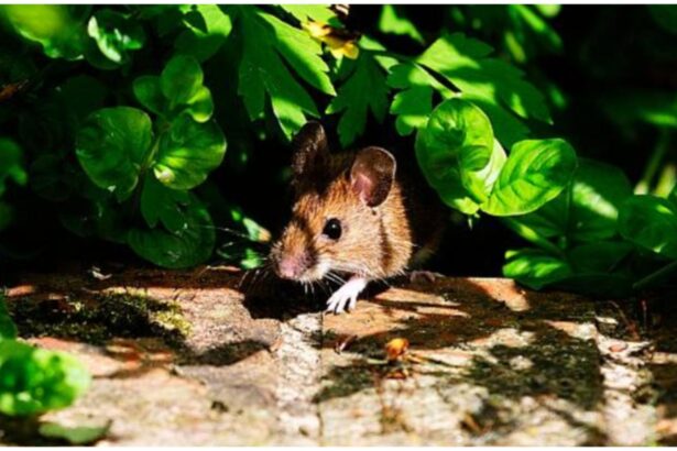 metoda simpla ieftina si eficienta care te scapa de soareci nu o sa ai nevoie de otrava 68e62fb502db3 1