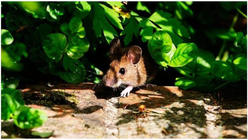 metoda simpla ieftina si eficienta care te scapa de soareci nu o sa ai nevoie de otrava 68e62fb502db3 1