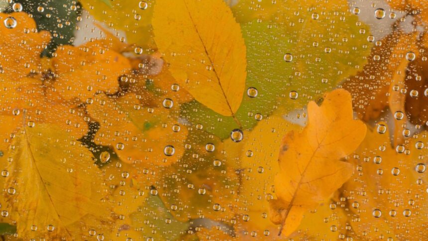 octombrie atipic vreme mohorata si temperaturi scazute pana la final de luna unde va continua sa ploua 68e4ceda4a787