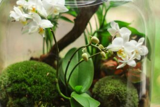 plante protectoare in functie de zodie ce spune astrologul alexandra coman 68e7a47ccbca7