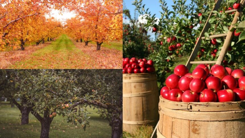 pregatirea livezii pentru iarna ce lucrari sunt obligatorii in luna octombrie ca sa ai roade bogate si anul viitor 68dd87717ba33