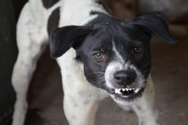 batrana de 82 de ani sfasiata de caini in judetul vaslui femeia se intorcea de la biserica reactia halucinanta a primarului localitatii 6923eada39a04