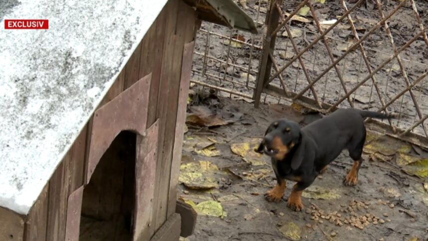 bolojan da iama in curtile oamenilor si pune taxe pe anexe sere magazii cotetul gainilor nici cusca lui grivei nu scapa 6923308b74976