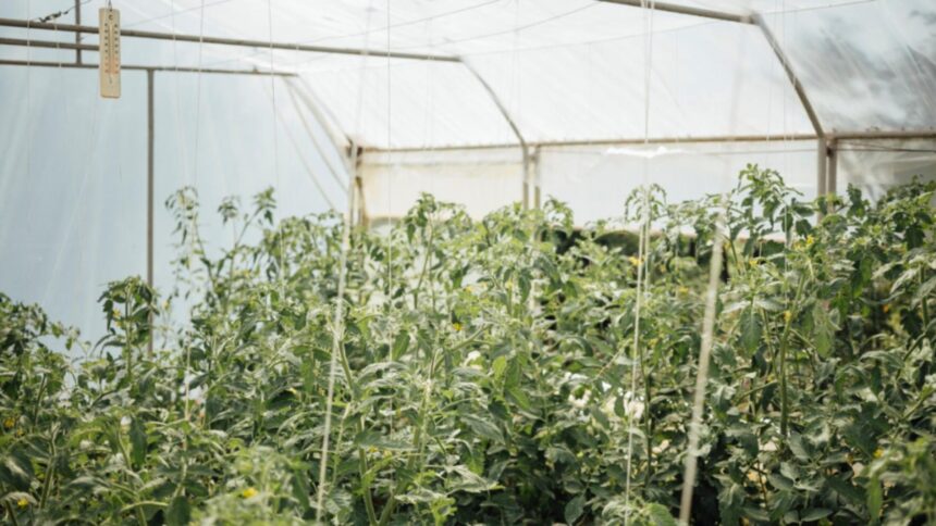 bolojan incepe vanatoarea de ciocoi din agricultura ce taxe le pune guvernul micilor fermieri 6921c1009d977