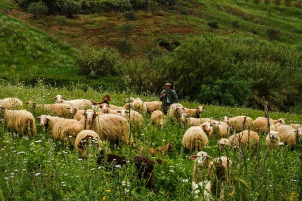 cioban gasit mort langa o ferma din constanta principalul suspect a fost prins intr un microbuz cu un cutit asupra lui 69276ed7be413