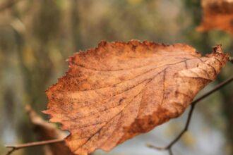 cum va fi vremea in intervalul 24 30 noiembrie 2025 temperaturi in usoara crestere 6924038093208