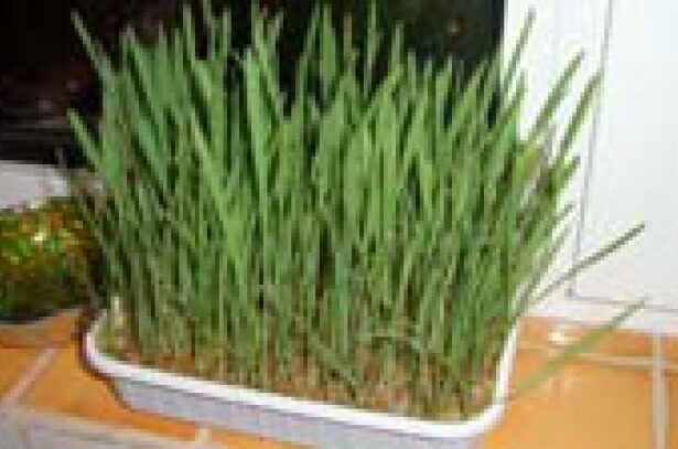 de ce trebuie pus grau la incoltit de sfantul andrei ce spune traditia de fapt 69293b7cbdd11