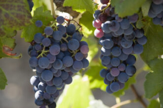 franta va cheltui 130 de milioane de euro pentru defrisarea plantatiilor de vita de vie pe fondul supraproductiei de vin 6925a3560383c