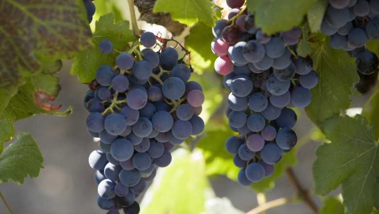 franta va cheltui 130 de milioane de euro pentru defrisarea plantatiilor de vita de vie pe fondul supraproductiei de vin 6925a3560383c