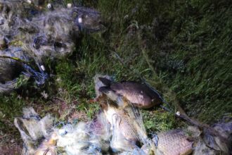 jandarmii au aplicat sute de amenzi si au confiscat zeci de unelte folosite la braconaj pe raul olt in primele zece luni ale anului 6909ee564f160