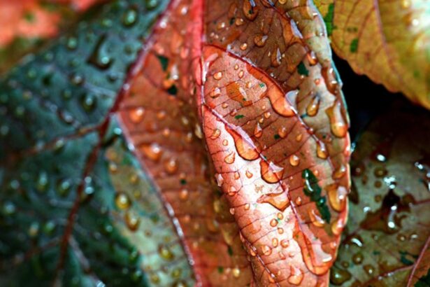 ploi abundente in urmatoarele 24 de ore anm a emis cod galben pentru 8 judete 692965a35327c