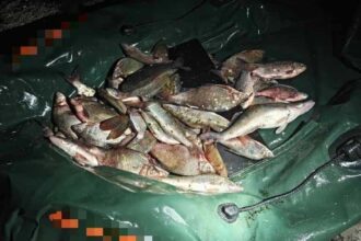 tanar prins la braconaj piscicol pe raul olt in apropierea localitatii valcene dragoesti 6916f67447262