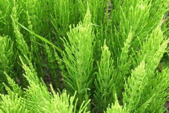 aparatorul legumelor planta care protejeaza gradina si are utilizari medicinale 694304be86ca5