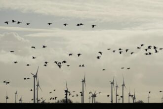 braconaj de pasari salbatice descoperit de jandarmi in prahova le ademeneau cu dispozitive radio si vergele unse cu clei 6954363b1d0aa