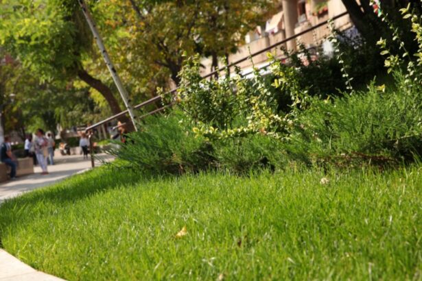 bucurestiul si deficitul de spatiu verde util un oras mare cu o suprafata verde mica 693960bfac7a3