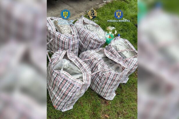 captura uriasa de droguri la frontiera romano bulgara 37 de kilograme de canabis descoperite intr un transport de arbusti ornamentali 694171ba3c0ca