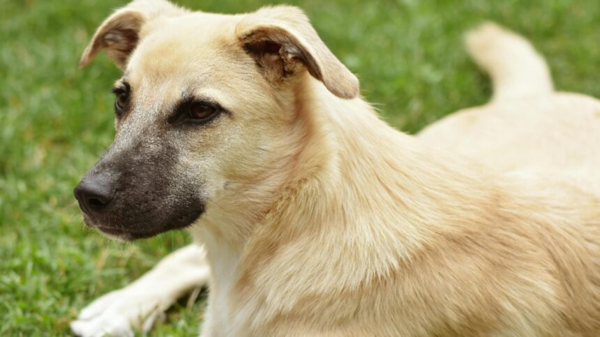 ce boala poti contacta de la cainele tau simptome de luat in seama 69366472e86ad