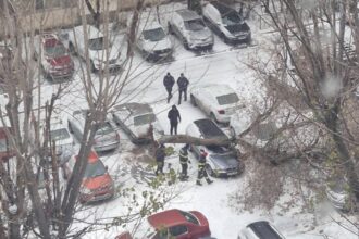 copac doborat de vantul puternic in capitala avertisment din partea autoritatilor foto 694cf48dd3c0d