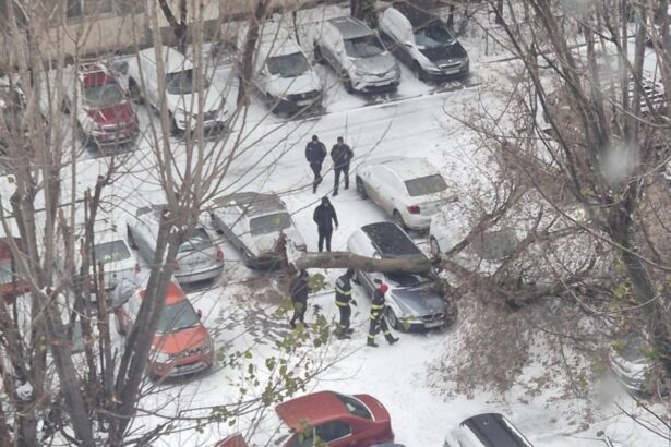 copac doborat de vantul puternic in capitala avertisment din partea autoritatilor foto 694cf48dd3c0d