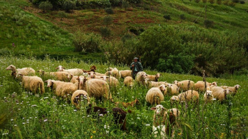 crima la o stana din caras severin un cioban de 64 de ani ucis in urma unui conflict izbucnit intre colegi 6936f721cf7de