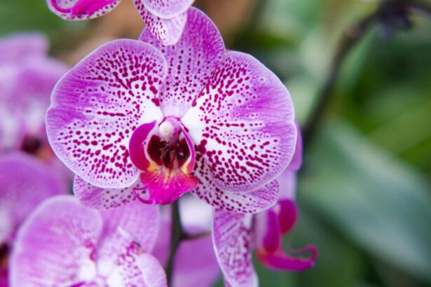 cum trebuie udate corect orhideele si cat de des ce recomanda specialistii 69410f1db8ed3