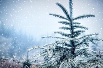 cum va fi vremea de craciun si revelion anm a emis prognoza meteo pe 4 saptamani 6937c8deca0a0