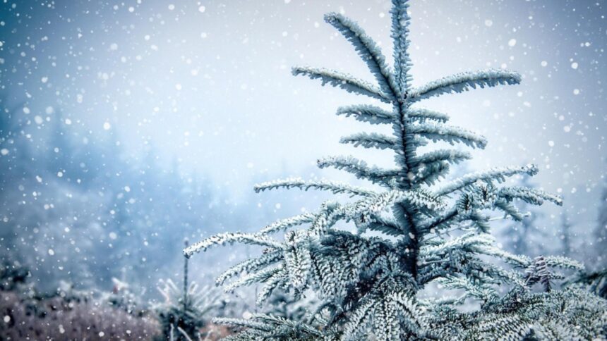 cum va fi vremea de craciun si revelion anm a emis prognoza meteo pe 4 saptamani 6937c8deca0a0