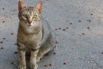 decizie care schimba viata pisicilor comunitare ce pot cere acum cetatenii din sectorul 2 6942d800dc00d