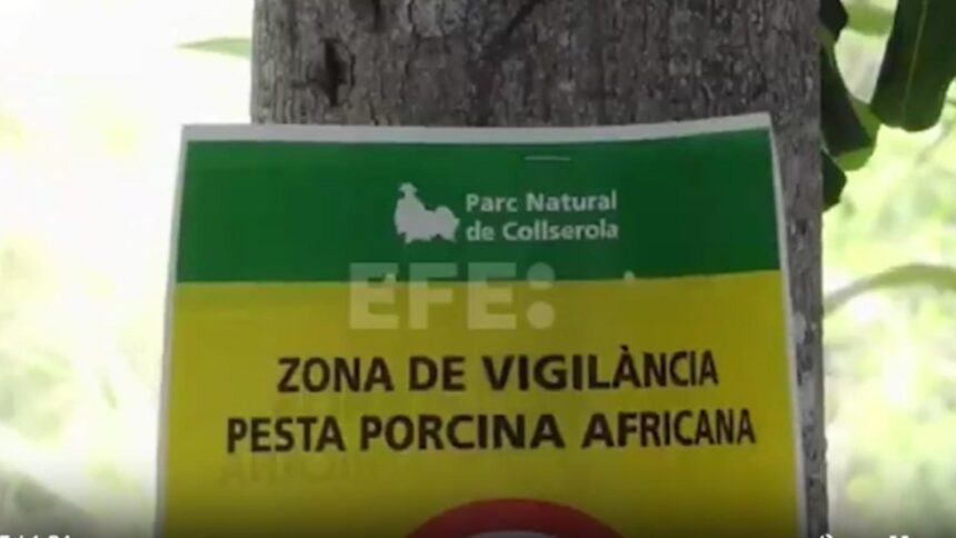 focar de pesta porcina in spania o treime din exporturi blocate 692ea23a22e02