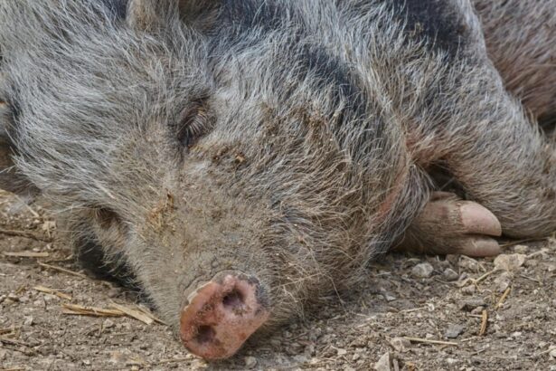 focarul de pesta porcina africana ridica semne de intrebare spania analizeaza si ipoteza unei scurgeri accidentale din laborator 693344292225c