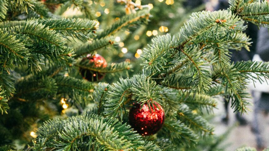 ghid complet cum sa iti pastrezi bradul de craciun verde si proaspat pe tot parcursul sarbatorilor 69386f24cc897