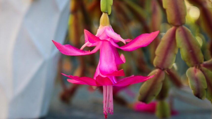 ingredientul din bucatarie care ajuta la fertilizarea craciunitei cactus va inflori din abundenta 6932b9e4e86e0