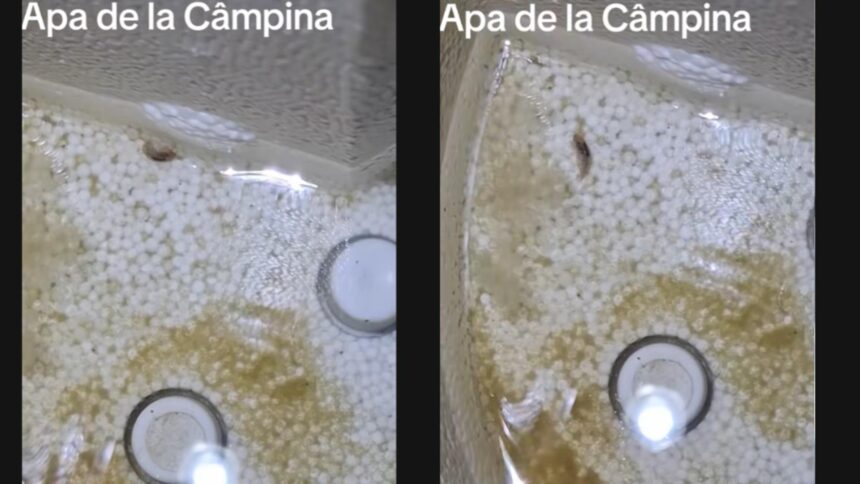 locuitorii din campina se trezesc cu vietuitoare ciudate in apa de la robinet video 6935989775f2c