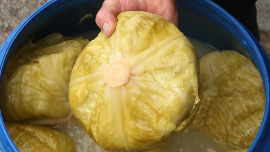 motivul pentru care nu se acreste varza greseala pe care majoritatea gospodinelor o fac 692fdc538313c