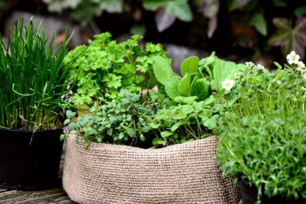 plante cu proprietati vindecatoare pe care e bine sa le ai in casa sunt remedii pentru diverse afectiuni 6936aaceb7b6d