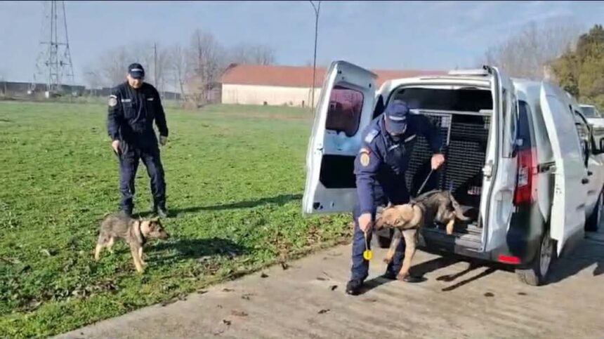 video noi resurse canine la jandarmeria olt 693bcb5800cd9