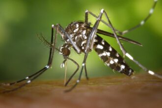 alerta sanitara in romania virusul chikungunya transmis de tantari a fost confirmat simptomele la care trebuie sa fii atent 697c7c3fe99d2