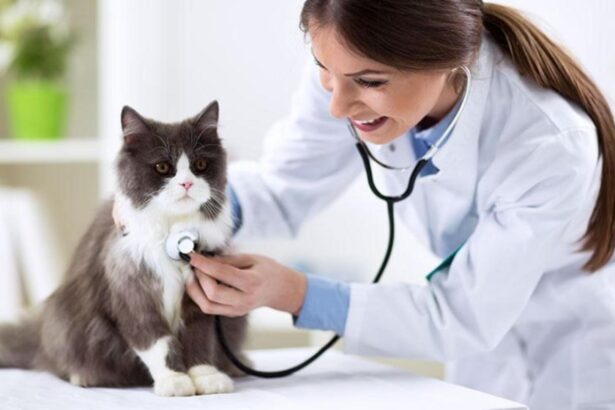 cabinetele veterinare in pericol de inchidere dupa o decizie a guvernului medicii ameninta animalele vor avea de suferit 695dff8d46f1a